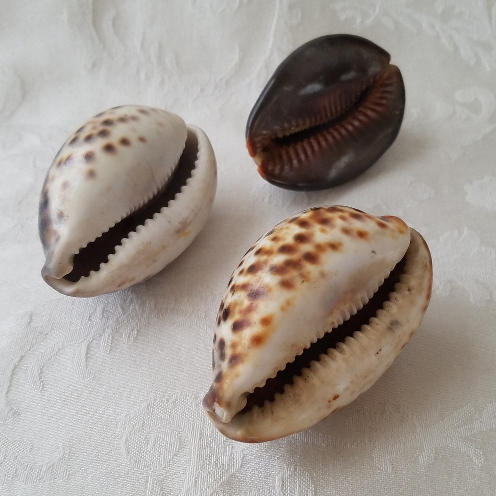 Three Natural Sea Shells - Picture 3 of 12